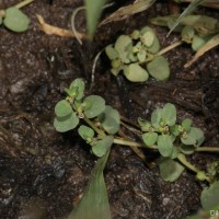 Euphorbia granulata Forssk.